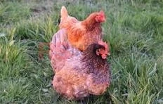 Confirmado en Cufré un caso de influenza aviar en aves de traspatio