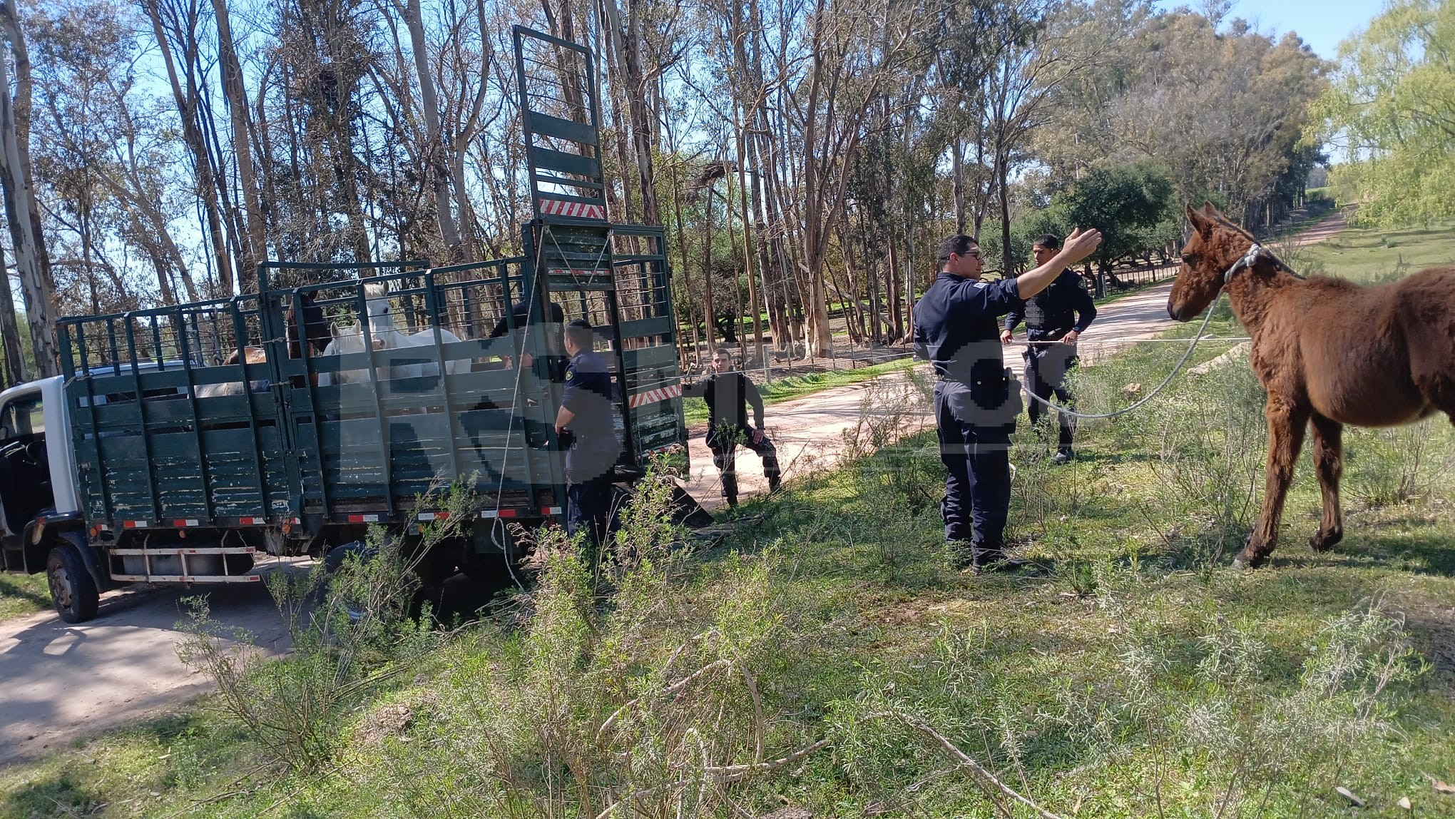 Soriano refuerza operativos para retirar caballos sueltos en la vía pública