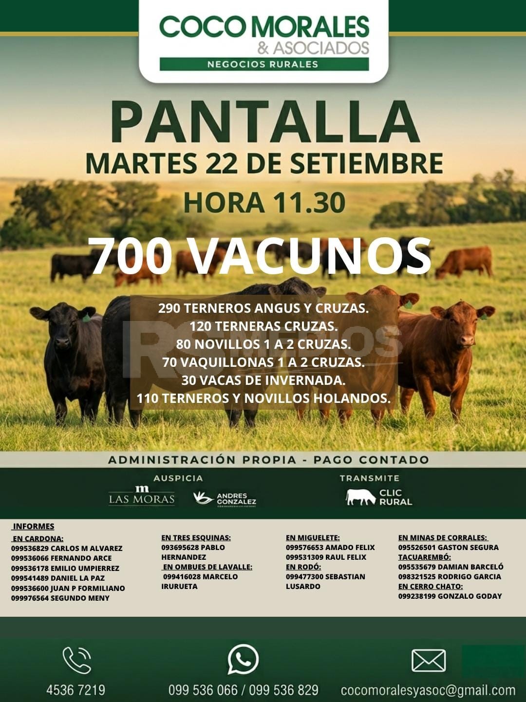 Coco Morales y Asociados remata 700 vacunos por pantalla este martes