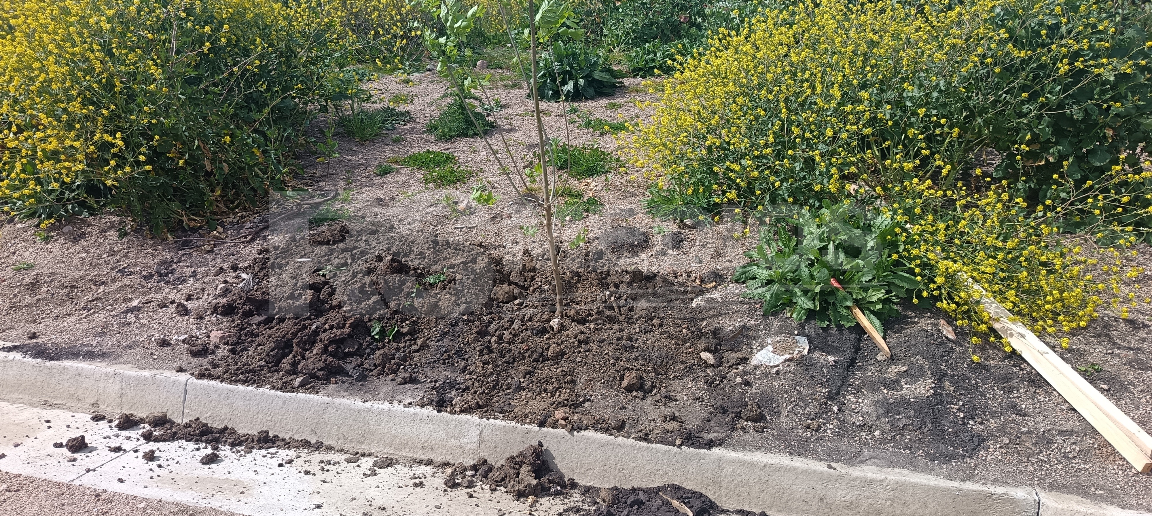 Plantan 119 árboles de la especie Frenos en el barrio Mevir de Cardona — imagen 5